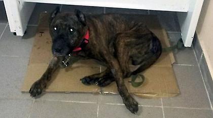 Ακτιβιστές απελευθέρωσαν πιτ μπουλ που βιαζόταν επί οκτώ χρόνια από τον ιδιοκτήτη του (video)