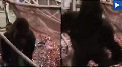 Βίντεο: Γορίλας σπάει το τζαμένιο κλουβί του και σκορπά τον τρόμο στο ζωολογικό κήπο του Λονδίνου