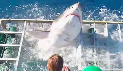 ΣΟΚΑΡΙΣΤΙΚΟ: Καρχαρίας εισβάλλει σε κλουβί με δύτη! (video)