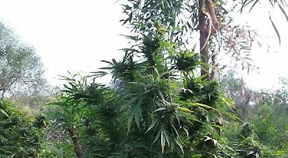 Τους πέτυχαν στη συγκομιδή «θεόρατων» δενδρύλλιων κάνναβης