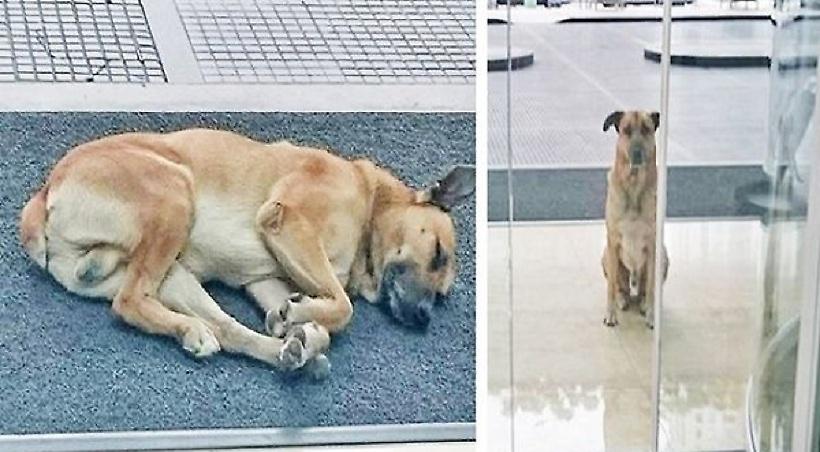 Ένα θλιμμένο αδέσποτο κάθονταν έξω από το ξενοδοχείο της για 6 ολόκληρους μήνες