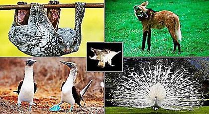 Ιπτάμενοι λεμούριοι, γλάροι με μπλε πόδια & φώκιες: Τα πιο σπάνια και παράξενα ζώα (pics)