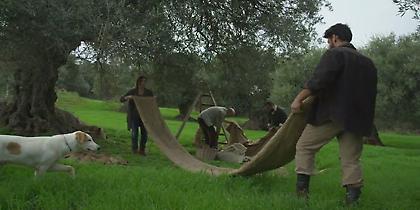 Το μάζεμα της ελιάς σε ένα φιλμ (video)