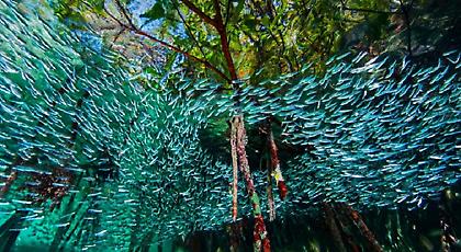 Το υποβρύχιο κόσμημα της Κούβας (pics)