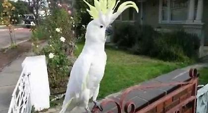 Παπαγάλος στην Αυστραλία τραγουδάει ελληνικά: «Σαν πας στην Καλαμάτα»