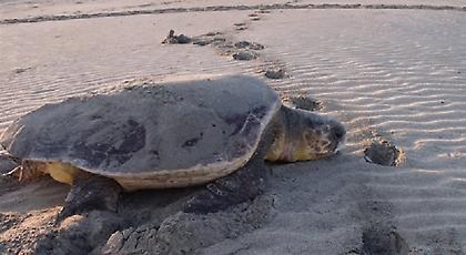 Δύο Κύπριοι παραδέχτηκαν ότι σκότωσαν και τεμάχισαν μία χελώνα Καρέτα - Καρέτα