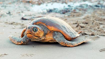 Κύπρος: Σκότωσαν και τεμάχισαν χελώνα καρέτα - καρέτα