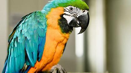 Παπαγάλος αποκάλυψε σε γυναίκα τις απιστίες του συζύγου της!