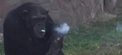 Απίστευτο: Χιμπατζής καπνίζει... ένα πακέτο τσιγάρα την ημέρα! (video)