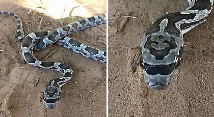 Το... χίπστερ φίδι που γεννήθηκε με και γυαλιά ηλίου