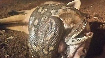 Εικόνες που προκαλούν τρόμο: Πύθωνας στραγγάλισε αλεπού που του επιτέθηκε! (πολύ σκληρές εικόνες)