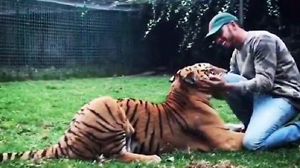Τα παιχνίδια του Χάμιλτον με μία τίγρη! (video)