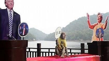 Ο Τραμπ θα είναι ο νικητής σύμφωνα με τον «προφήτη» πίθηκο Γκέντα