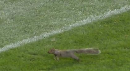 Ντου από σκίουρο σε αγώνα ράγκμπι (video)