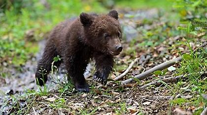 Συναγερμός στην Καστοριά: Αρκούδες «βόλταραν» το βράδυ στο κέντρο της πόλης