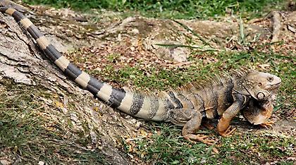 Ιγκουάνα μήκους 1,5 μέτρου έκοβε βόλτες στη Βεροιά Χαλκιδικής