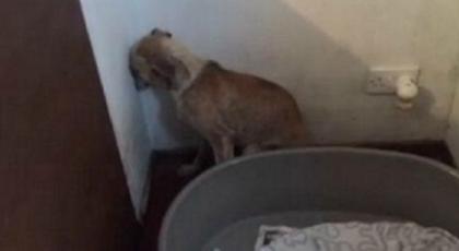 Σπαράζει καρδιές η κακοποιημένη σκυλίτσα