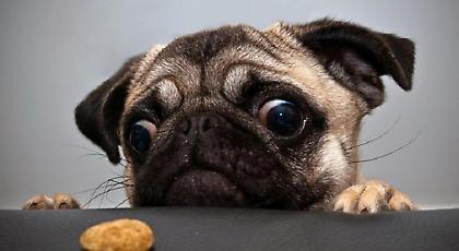 Οι μύθοι για τα σκυλιά που όλοι πιστεύουμε