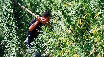 «Εμφύλιος» για το χασίς στα Τίρανα