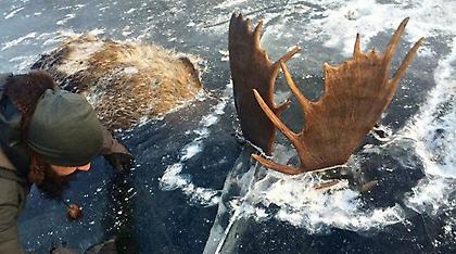 Απίστευτη ανακάλυψη στην Αλάσκα: Άνδρας βρήκε δύο ταράνδους που πάγωσαν εν ώρα μάχης!