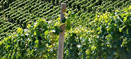 Επιχειρηματίας από την Κίνα πουλά 5.000 τόνους αμπελόφυλλα το χρόνο στην Ελλάδα