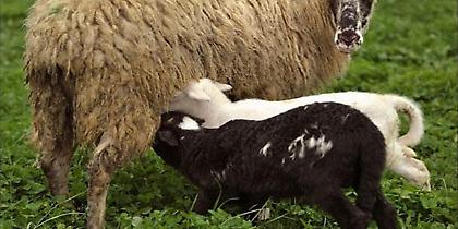 Ελληνικό τυρί μετά… κλασσικής μουσικής!!!