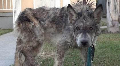 Πήγαν να σώσουν έναν σκύλο από το δρόμο και όταν κοίταξαν καλύτερα... τους έπεσε το σαγόνι