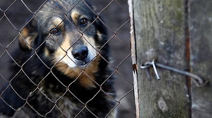 Ζάκυνθος: Ασυνείδητοι ταΐζουν κρέας με κομμάτια από γυαλί κυνηγόσκυλα