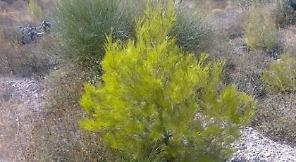 OΛΟΙ ΜΑΖΙ ΜΠΟΡΟΥΜΕ και στο ΠΕΡΙΒΑΛΛΟΝ - Διοργανώνουμε αναδάσωση στην Πεντέλη