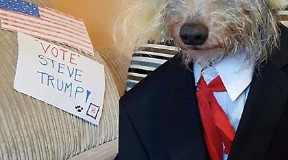 Τhe... pup-star: Δείτε το σκυλί που μεταμφιέζεται σε διάσημες προσωπικότητες!