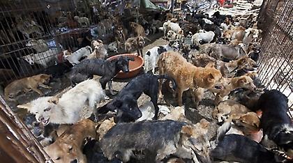Από τη μία κόλαση στην άλλη: Εκατοντάδες σκυλιά από... το πιάτο των Κινέζων, στο κλουβί του μπόγια