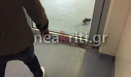 Ποντικός αναστάτωσε τα ΤΕΠ και σκυλί κοιμήθηκε στα ράντζα