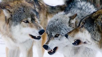 Αγέλη δεκάδων λύκων κατασπάραξε άλογο στο Μέτσοβο