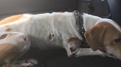 Έσερνε το σκύλο με το αμάξι και ισχυρίστηκε ότι... έπεσε από το πορτ-μπαγκάζ