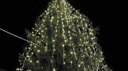 Βίντεο: Σάλος στη Ρώμη για το «πιο άσχημο δέντρο στην Ευρώπη»