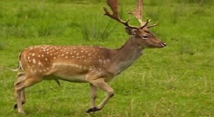 Φρίκη στη Ρόδο - Πυροβόλησαν και σκότωσαν 14 ελάφια