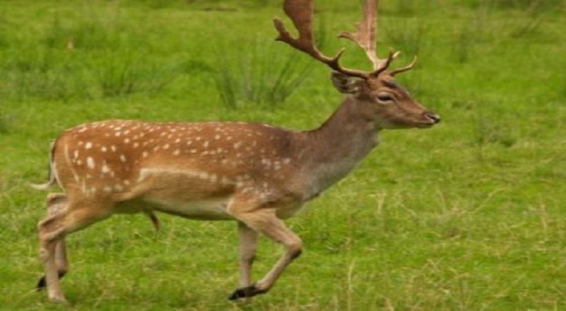 Φρίκη στη Ρόδο - Πυροβόλησαν και σκότωσαν 14 ελάφια