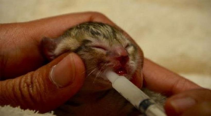 Μια οικογένεια σώζει αυτό το γατάκι – Δεν ήταν όμως ακριβώς γατάκι!