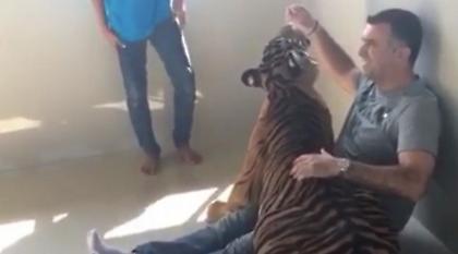 Παίζει με μία τίγρη ο θαρραλέος Αναστασίου! (video)