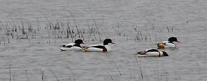 Ο κόσμος των χειμωνιάτικων πουλιών της Λέσβου!