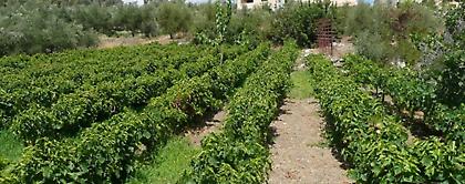 443 εκατ. ευρώ για την ενίσχυση της βιολογικής γεωργίας και κτηνοτροφίας