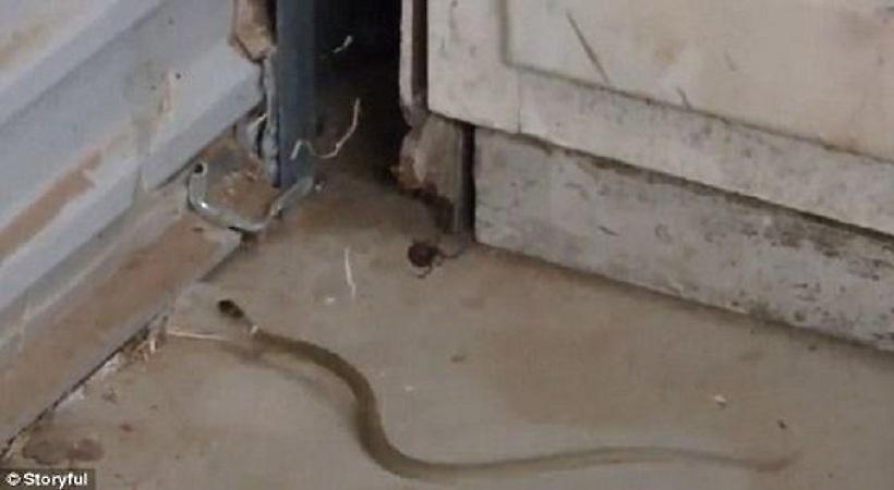 Εντυπωσιακή μάχη θανατηφόρας αράχνης με φίδι (pics-video)