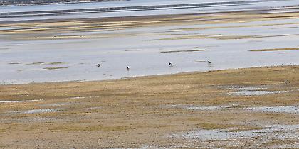 Οι υγρότοποι στο επίκεντρο της Περιφέρειας Αττικής