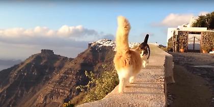 Tα ζώα είναι οι πραγματικοί σταρ των ελληνικών τουριστικών προορισμών (video)