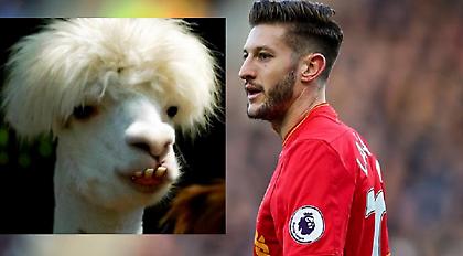 Λαλάνα+λάμα=Λαλάμα! (pic)