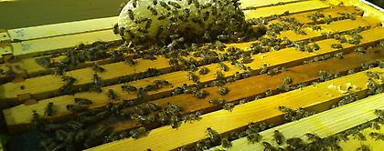 21 εκατ. ευρώ για το νέο πρόγραμμα μελισσοκομίας