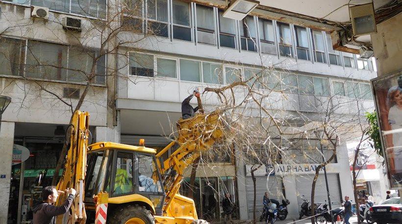 Με εκσκαφέα κλαδεύουν τα δέντρα στην Αθήνα! (pics)
