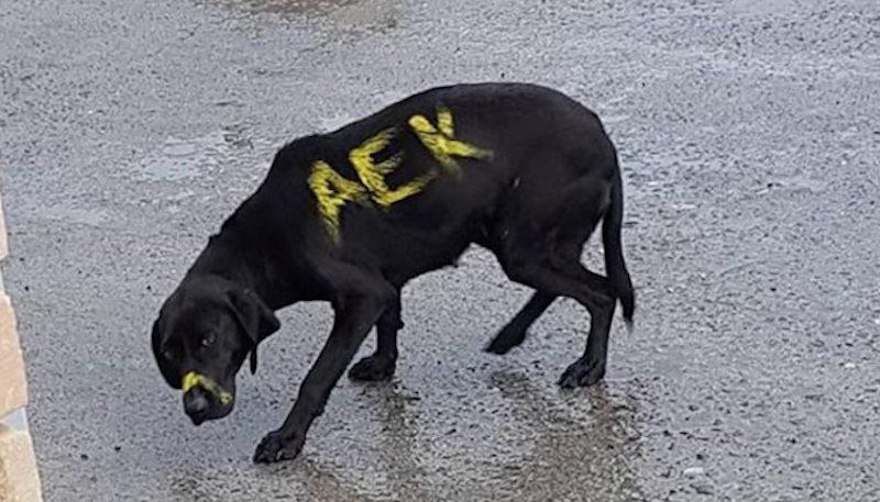 Άμεσο το ενδιαφέρον της ΑΕΚ για τον σκύλο που έβαψαν με σπρέι