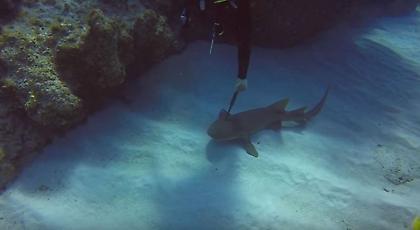 Δύτης έβγαλε το μαχαίρι από καρχαρία και τον έσωσε (video)