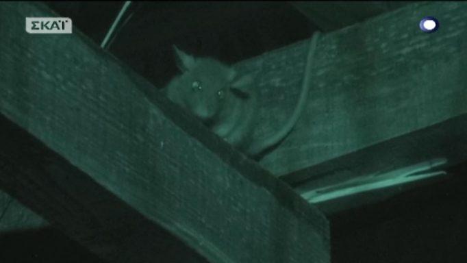 Survivor: Το ποντίκι που αναστάτωσε τους μαχητές!